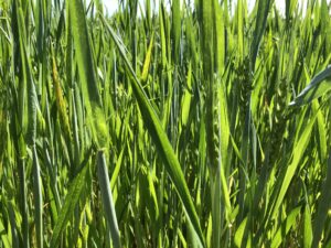 Blé Mélange Standard - Mai 2023 - La Ferme des Bouviers