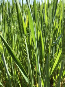 Blé Mélange Standard - Mai 2023 - La Ferme des Bouviers