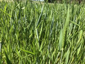 Blé Mélange Standard - Mai 2023 - La Ferme des Bouviers